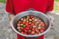 Fresh strawbery fruit in bowl on hand