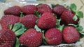 The fresh strawbery fruits