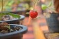 Fresh strawbery in a pot.