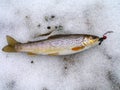 Fresh stream trout with bait Royalty Free Stock Photo