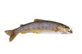 Fresh stream trout with bait Royalty Free Stock Photo