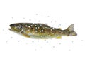 Fresh stream trout Royalty Free Stock Photo