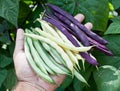 Fresh string beans in mans hand. Royalty Free Stock Photo