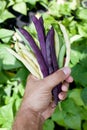 Fresh string beans in man's hand. Royalty Free Stock Photo