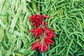 Fresh string beans and red chili peppers on a market stall Royalty Free Stock Photo