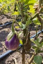 Fresh striped aubergines outdoors