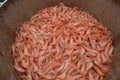 Fresh Striped Pink Shrimp (Pandalus montagui)