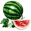 Fresh striped watermelon with leaves, whole and slice isolated, watercolor illustration on white