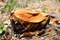 Fresh stumps of invasive forest. Royalty Free Stock Photo