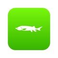 Fresh sturgeon fish icon digital green