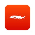 Fresh sturgeon fish icon digital red