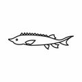 Fresh sturgeon fish icon, outline style