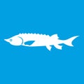 Fresh sturgeon fish icon white