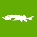 Fresh sturgeon fish icon green