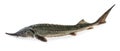 Fresh sturgeon fish isolated clipping path