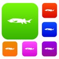 Fresh sturgeon fish set collection