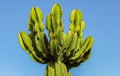 Fresh succulent cactus closeup on blue sky. Green plant cactus w