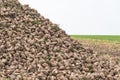 Fresh, sugar beet still dirty from the ground immediately after digging, lay on the stack.