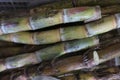 Fresh sugar cane , Concept Raw material for sugar Royalty Free Stock Photo