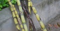 Fresh Sugar Cane Juice. Sari Tebu or Sugar cane juice or garapa is the liquid extracted from sugar cane in milling