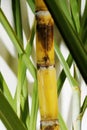 Fresh sugar cane