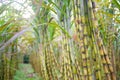 Fresh sugarcane in garden