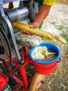 Fresh sugarcane in garden. It taste sweet and good for health. Well know as tebu in malaysia.