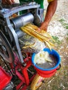 Fresh sugarcane in garden. It taste sweet and good for health. Well know as tebu in malaysia.