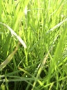 Fresh summer grass