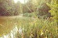 fresh summer green grass background; sunny pond and forest; selective focus Royalty Free Stock Photo