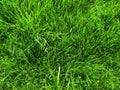 Fresh summer green grass closeup photo background