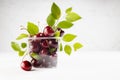 Fresh summer organic food - red juicy cherry with water drops, green leaves in sunlight in plastic box on white wood table. Royalty Free Stock Photo