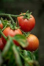 Fresh summer ripe cherry tomatoes in a greenhouse Royalty Free Stock Photo