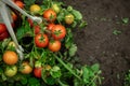 Fresh summer ripe cherry tomatoes in a greenhouse Royalty Free Stock Photo