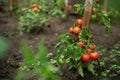 Fresh summer ripe cherry tomatoes in a greenhouse Royalty Free Stock Photo