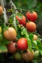 Fresh summer ripe cherry tomatoes in a greenhouse Royalty Free Stock Photo