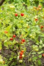 Fresh summer ripe cherry tomatoes in a greenhouse. cherry tomatoes in the garden Royalty Free Stock Photo