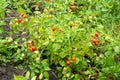 Fresh summer ripe cherry tomatoes in a greenhouse. cherry tomatoes in the garden Royalty Free Stock Photo