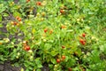 Fresh summer ripe cherry tomatoes in a greenhouse. cherry tomatoes in the garden Royalty Free Stock Photo