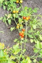 Fresh summer ripe cherry tomatoes in a greenhouse. cherry tomatoes in the garden Royalty Free Stock Photo