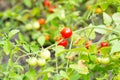 Fresh summer ripe cherry tomatoes in a greenhouse. cherry tomatoes in the garden Royalty Free Stock Photo