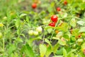 Fresh summer ripe cherry tomatoes in a greenhouse. cherry tomatoes in the garden Royalty Free Stock Photo