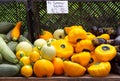 Fresh summer squash at a local market Royalty Free Stock Photo