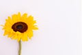 Fresh summer sunflower lying on white background