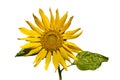 Fresh sunflower flower isolated on white background. Royalty Free Stock Photo
