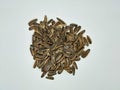 fresh sunflower seeds  white background, from farm field top view Royalty Free Stock Photo