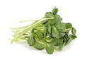 Fresh sunflower sprouts on white background. Microgreens. Concept of healthy eating