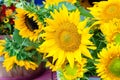 Freshly picked sunflowers on sale at a farmers market.