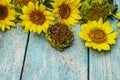 Fresh sunflowers on trendy turquoise wooden boards background Royalty Free Stock Photo