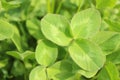 Fresh sunny natural background with bright green clover leaves backlit by the sun Royalty Free Stock Photo